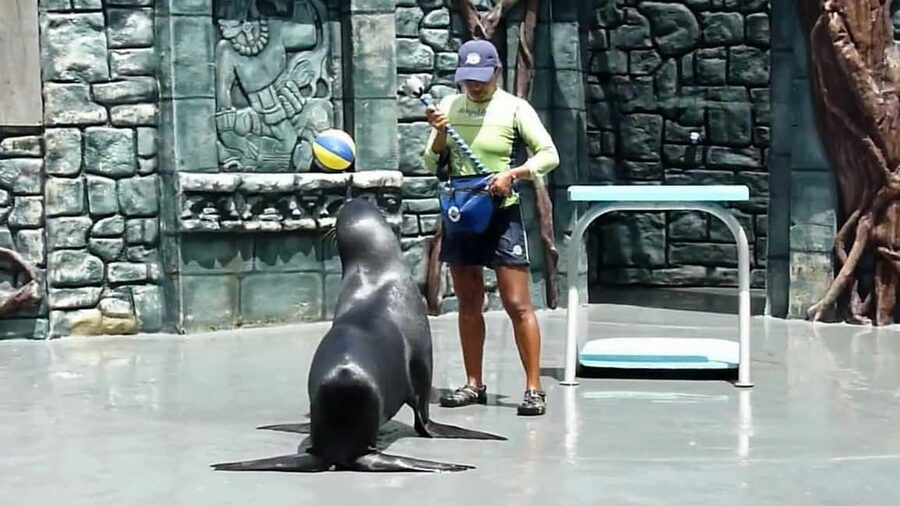 From Cozumel: Official Chankanaab Park Day Pass and Snorkel - The beach, cove, and lagoon