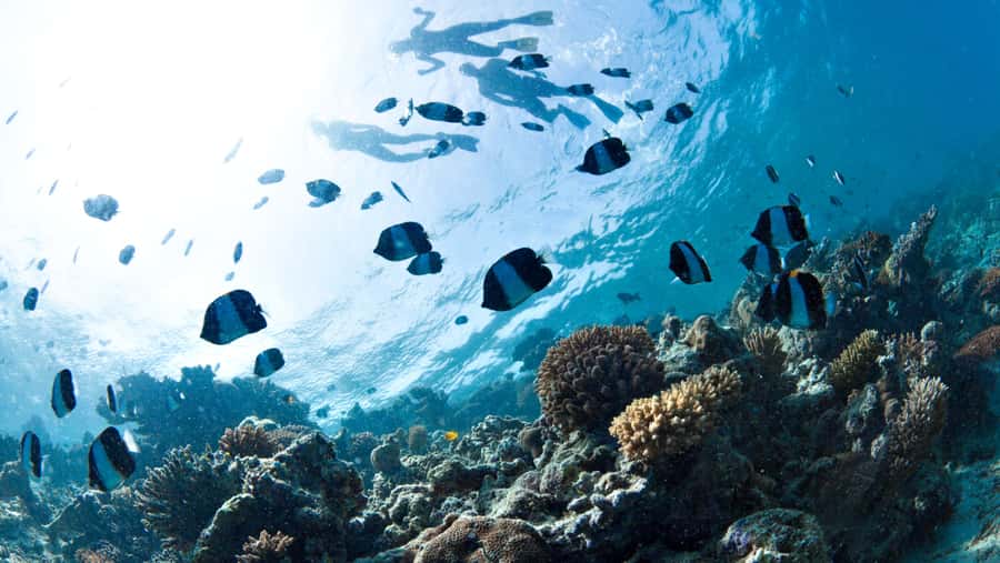 From Dubai: Discovery Scuba Diving & Snorkeling In Fujairah - Key points to know before booking