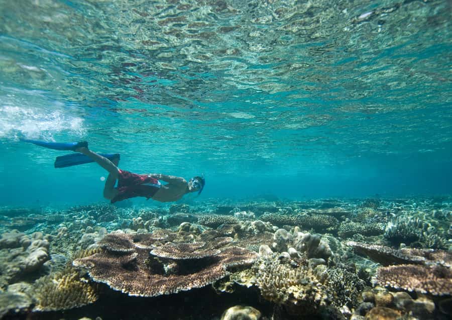 From Dubai: Discovery Scuba Diving & Snorkeling In Fujairah - From Dubai to Fujairah in one morning