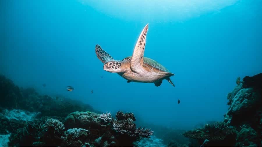 From Dubai: Discovery Scuba Diving & Snorkeling In Fujairah - A calm introduction to scuba equipment