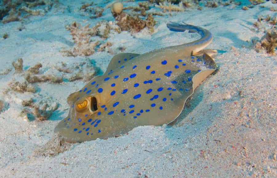 From Dubai: Fujairah Half-Day Scuba Dive and Snorkeling - Key points to know before you book