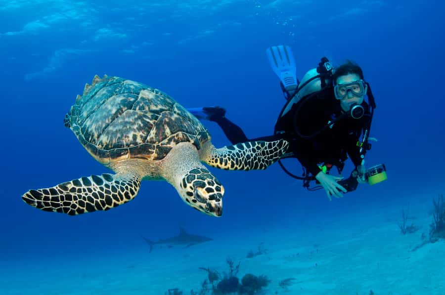 From Dubai: Fujairah Half-Day Scuba Dive and Snorkeling - The Fujairah coast is worth the early alarm