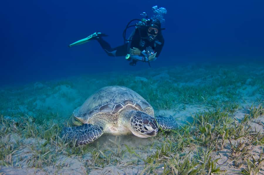 From Dubai: Fujairah Half-Day Scuba Dive and Snorkeling - Coral gardens, fish, and possible turtles