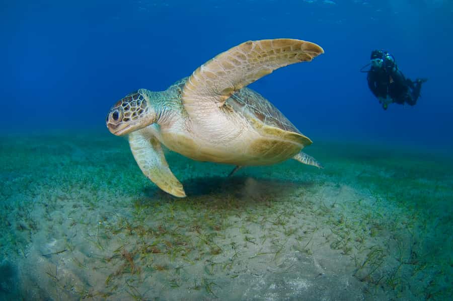 From Dubai: Fujairah Half-Day Scuba Dive and Snorkeling - Certified participants get a more active morning