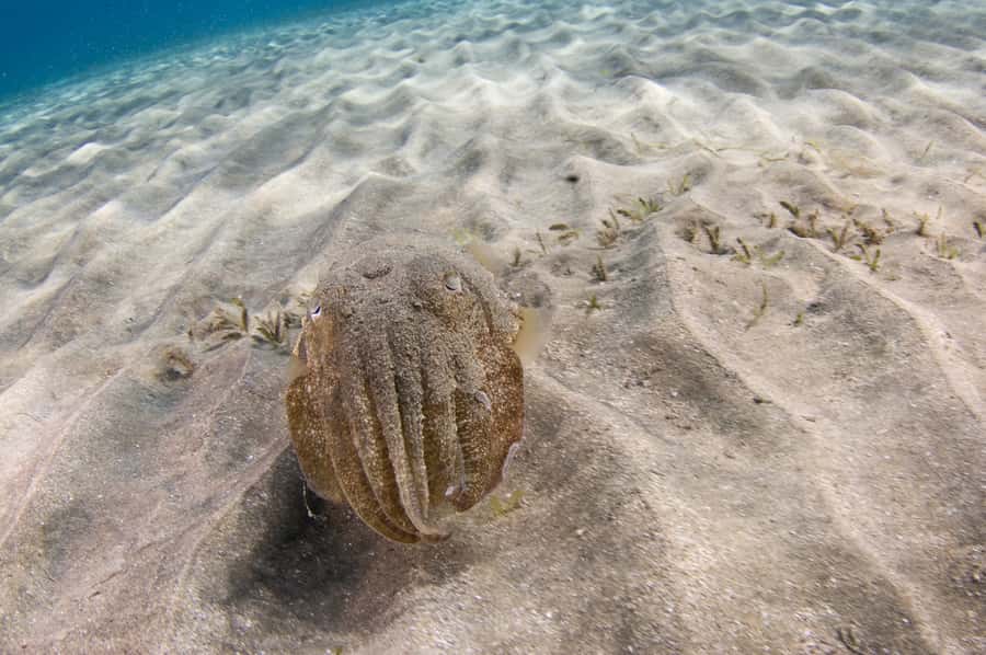 From Dubai: Fujairah Half-Day Scuba Dive and Snorkeling - Is $157 good value from Dubai?