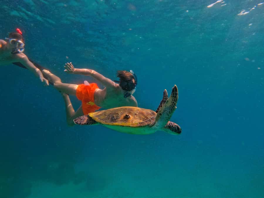 From Dubai: Fujairah Snorkeling with Turtles, Transfer & BBQ - Key points at a glance