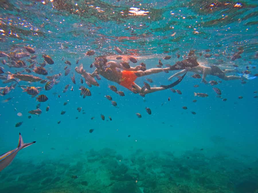 From Dubai: Fujairah Snorkeling with Turtles, Transfer & BBQ - Is $135 a fair price?