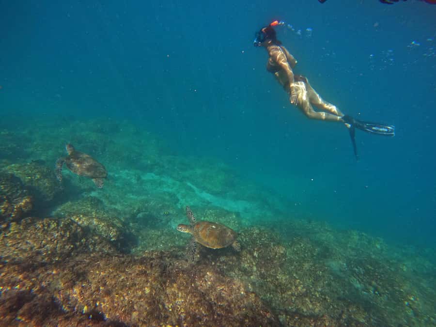 From Dubai: Fujairah Snorkeling with Turtles, Transfer & BBQ - Snoopy Island: the first look below the surface