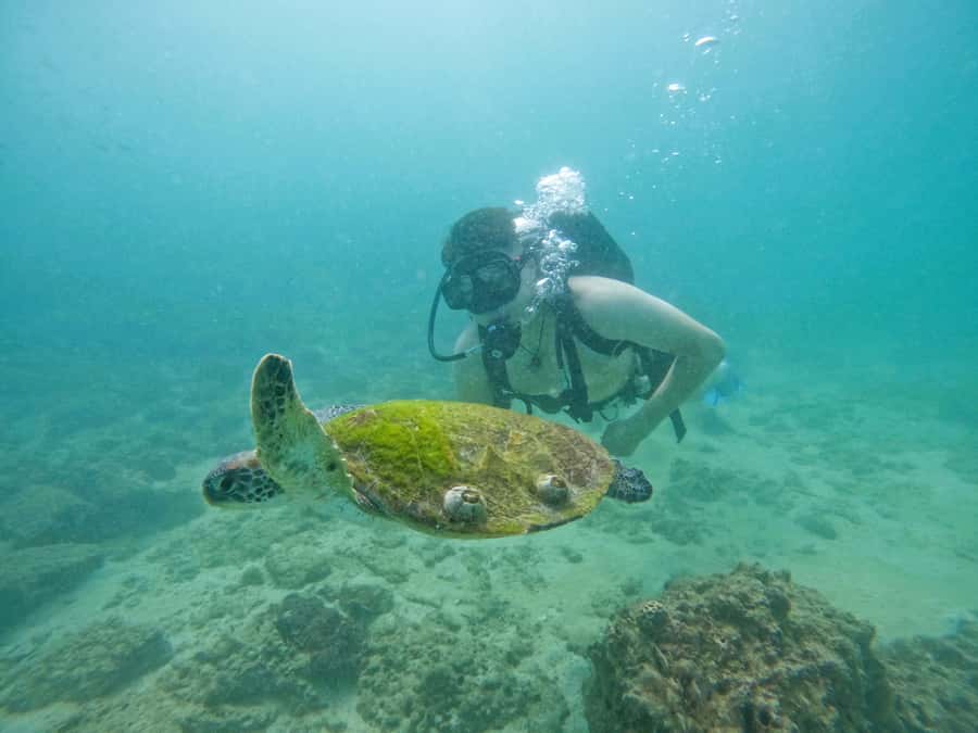 From Dubai: Try Scuba Diving, Snorkeling with BBQ & Transfer - Who should book this experience