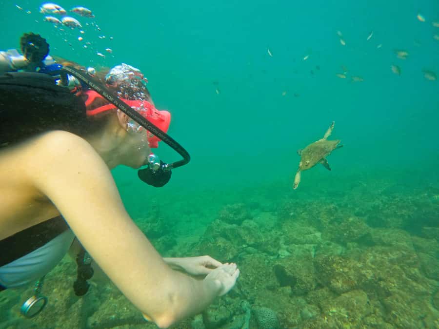 From Dubai: Try Scuba Diving, Snorkeling with BBQ & Transfer - My verdict: a strong first scuba day with a long road attached