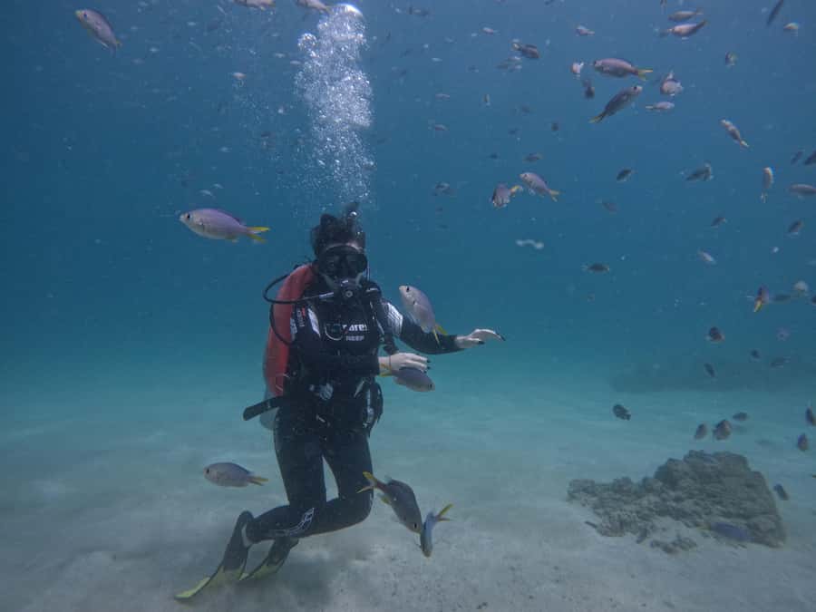 From Dubai: Try Scuba Diving, Snorkeling with BBQ & Transfer - Snoopy Island: your first underwater outing