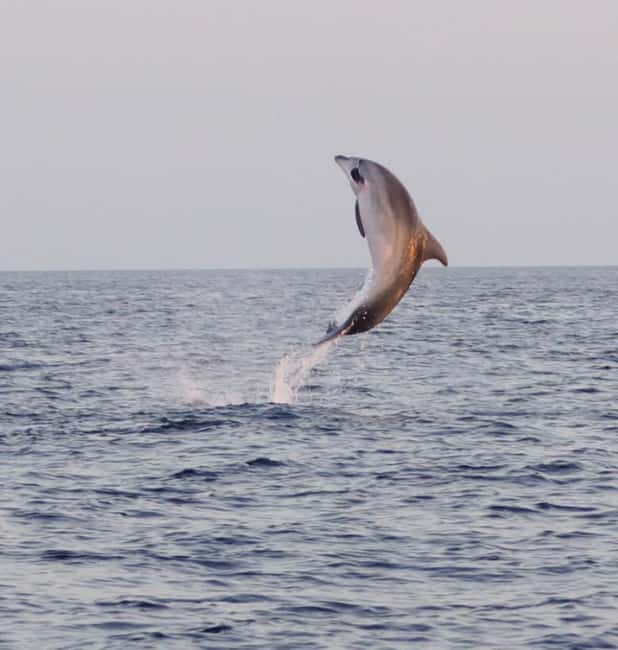 From Fazana: Dolphin watching and snorkeling in Blue Cave - A private start from Fažana port