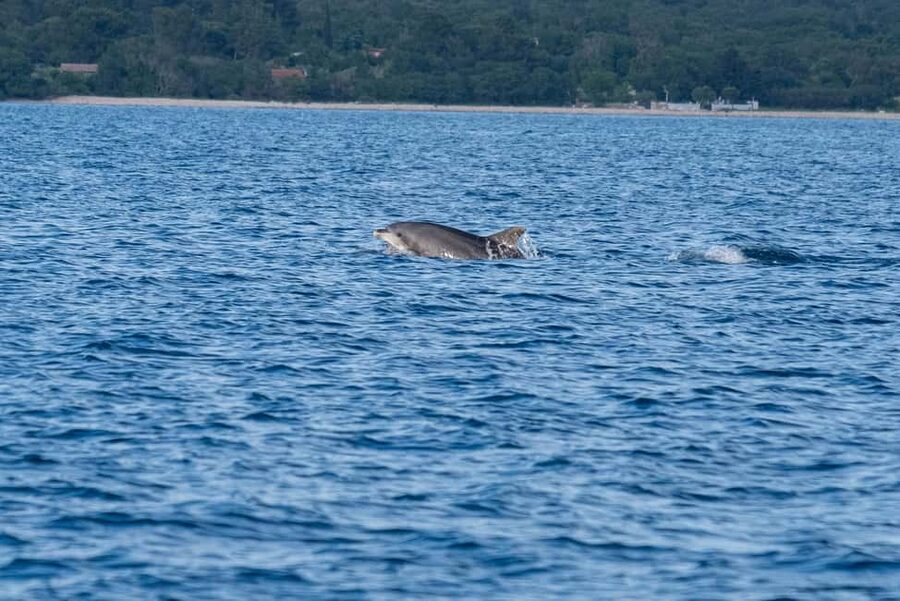 From Fazana: Dolphin watching and snorkeling in Blue Cave - Is $365 good value for six?