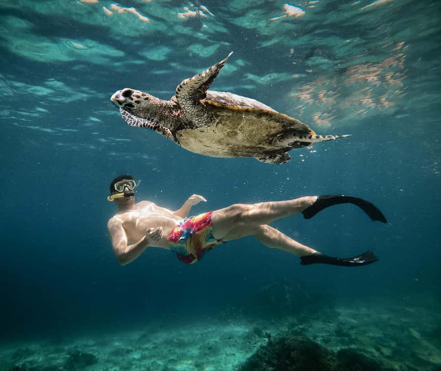 From Gili Air: Snorkeling with Turtles & Underwater Statue - What you are really getting for $16
