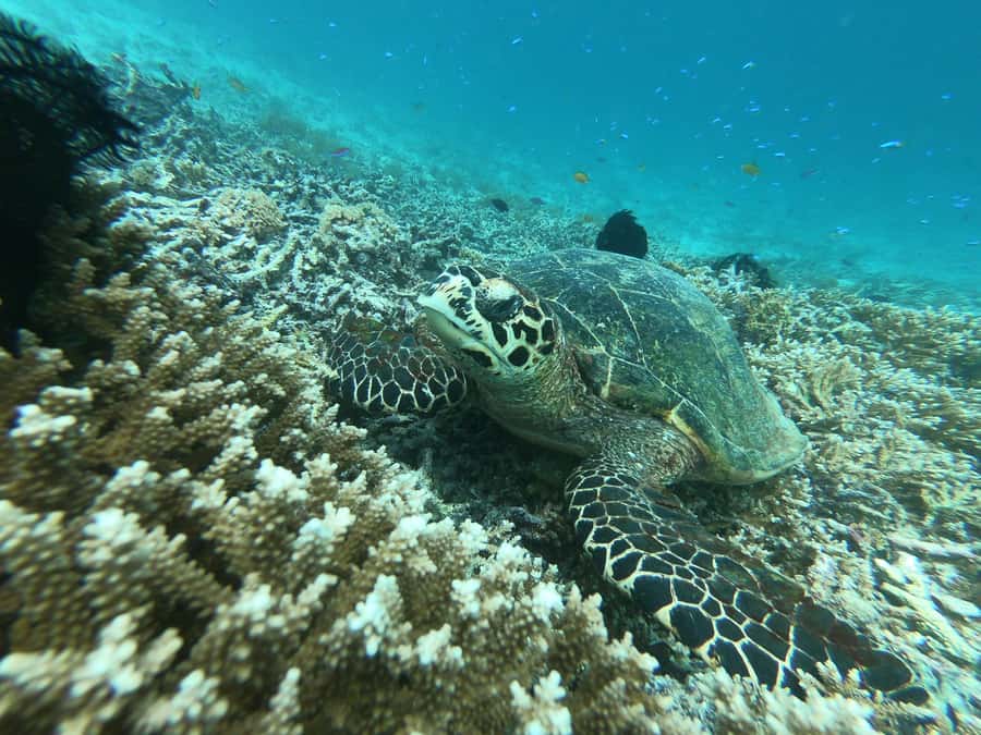 From Gili Air/Trawangan: Glass-Bottom Boat with Snorkeling - What makes this Gili boat trip worth your time