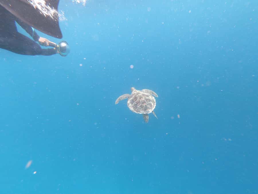 From Gili Air/Trawangan: Glass-Bottom Boat with Snorkeling - Price and value at $47 per person