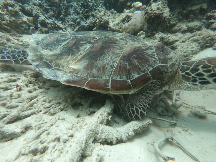 From Gili Air/Trawangan: Glass-Bottom Boat with Snorkeling - Shared or private: which option suits you?