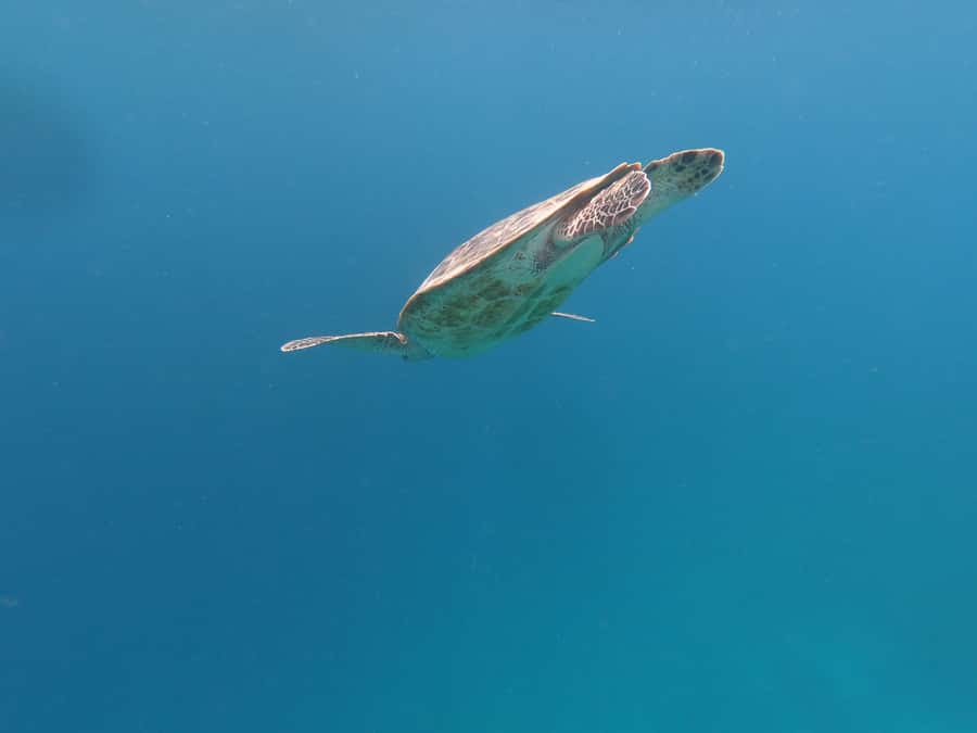 From Gili Air/Trawangan: Glass-Bottom Boat with Snorkeling - What the crew adds to the outing