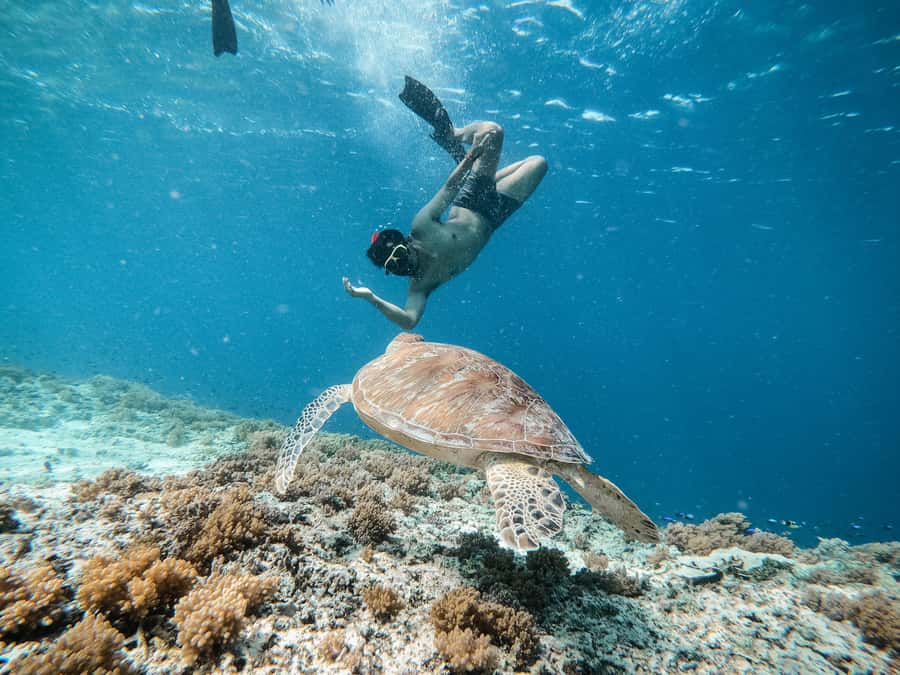 From Gili Meno: Private Snorkeling with Turtle & Statue - Is $83 good value for two people?