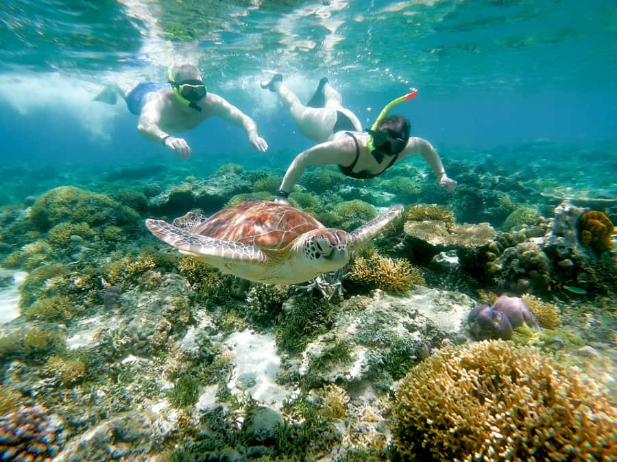 From Gili Meno: Private Snorkeling with Turtle & Statue - Coral, fish, and the less famous stops