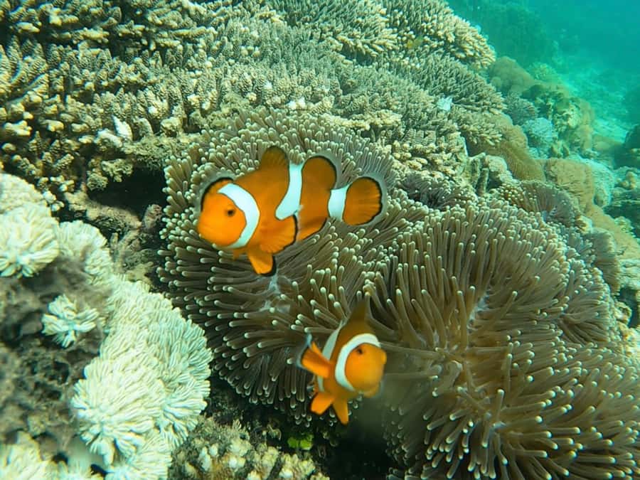 From Gili Meno: Private Snorkeling with Turtle & Statue - Why the guide makes such a difference