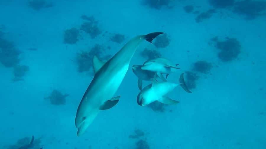 From Hurghada: Orange bay Snorkeling Cruise with Lunch - Should you book the Orange Bay cruise?