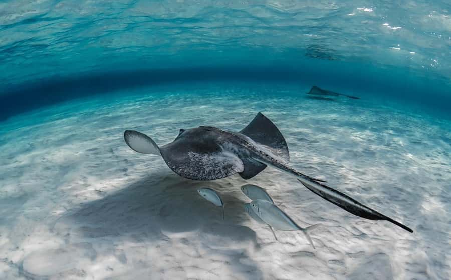 From Hurghada: Orange bay Snorkeling Cruise with Lunch - Orange Bay or Giftun Island for 45 minutes
