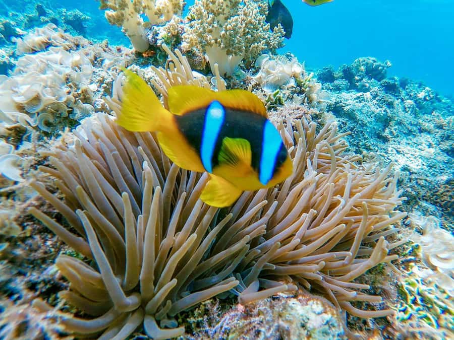 From Hurghada: Orange bay Snorkeling Cruise with Lunch - Lunch with familiar food and Egyptian flavors