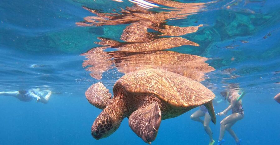 From Ka'anapali: West Maui Half-Day Snorkel Tour w/ Food - Breakfast Comes Before the Reef