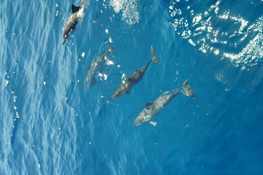 From Ka'anapali: West Maui Half-Day Snorkel Tour w/ Food - The Practical Details That Make or Break the Morning