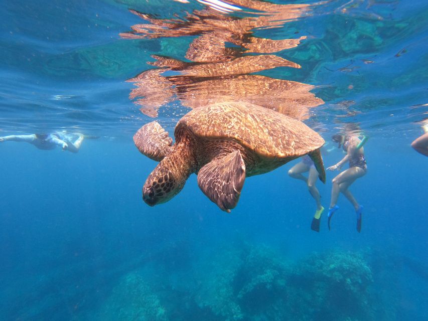 From Ka'anapali: West Maui Half-Day Snorkel Tour w/ Food - Whale Watching in Winter and Early Spring