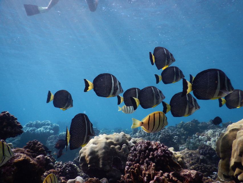 From Kaanapali: Afternoon West Maui Snorkeling w/ Drinks - Food, drinks, and the ride back