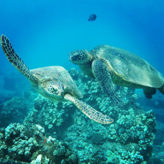 From Kaanapali: Afternoon West Maui Snorkeling w/ Drinks - Boarding Sea Maui II at Whaler’s Village