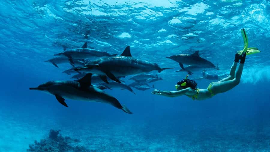 From Kendwa: Mnemba Boat Trip and Dolphin Snorkel Adventure - Mnemba Atoll snorkeling and the fish below