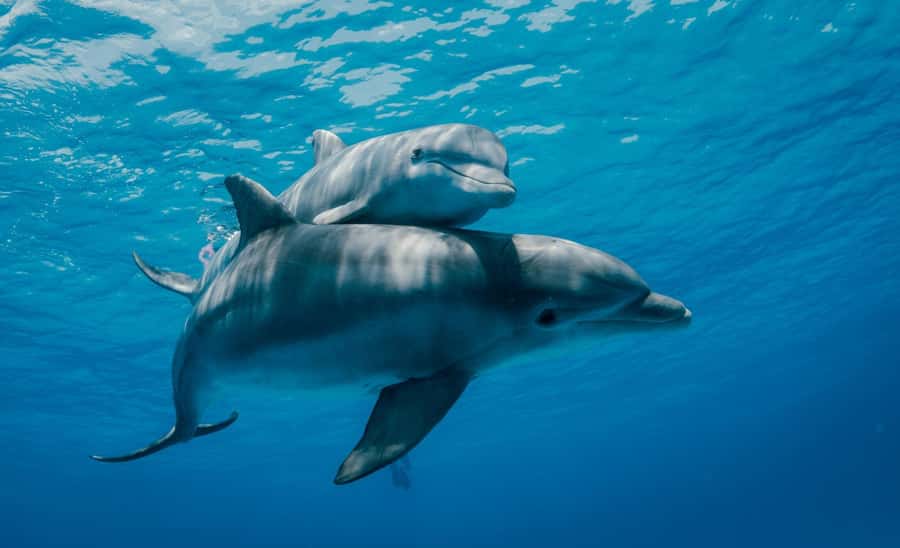 From Kendwa: Mnemba Boat Trip and Dolphin Snorkel Adventure - The crew’s strongest contribution