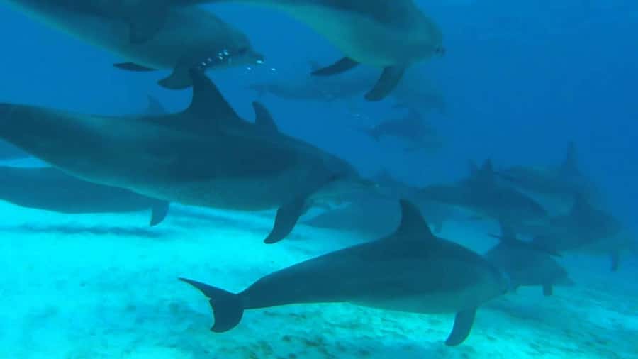 From Kendwa: Mnemba Boat Trip and Dolphin Snorkel Adventure - Should you book the Mnemba boat trip?
