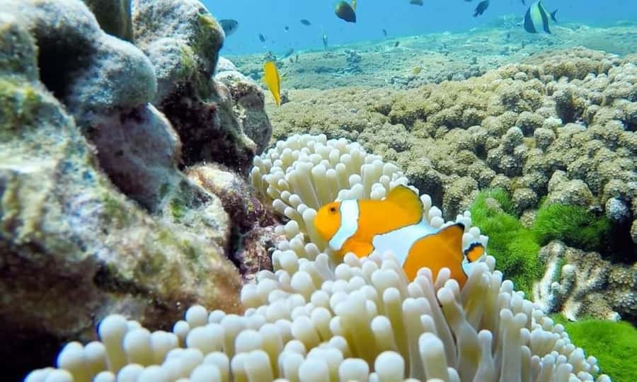 From Khao Lak & Phuket: Similan Islands Snorkeling Day Trip - Who should book this trip