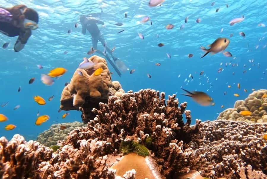 From Khao Lak & Phuket: Similan Islands Snorkeling Day Trip - Island Number 9 and the snorkeling stop