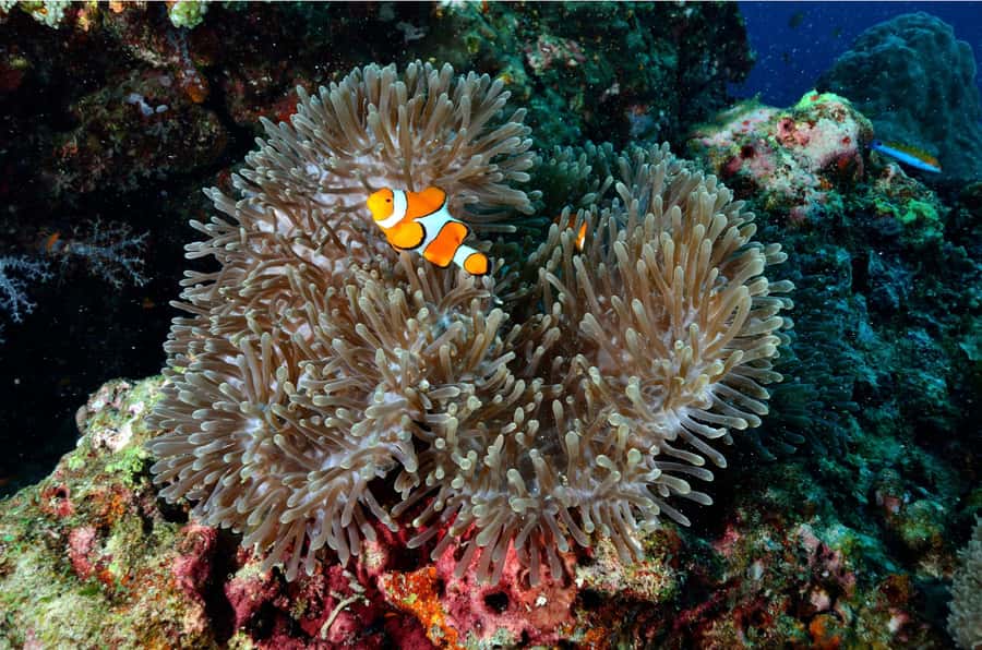 From Khao Lak: Similan Islands Day Trip with Snorkeling - The return to Khao Lak