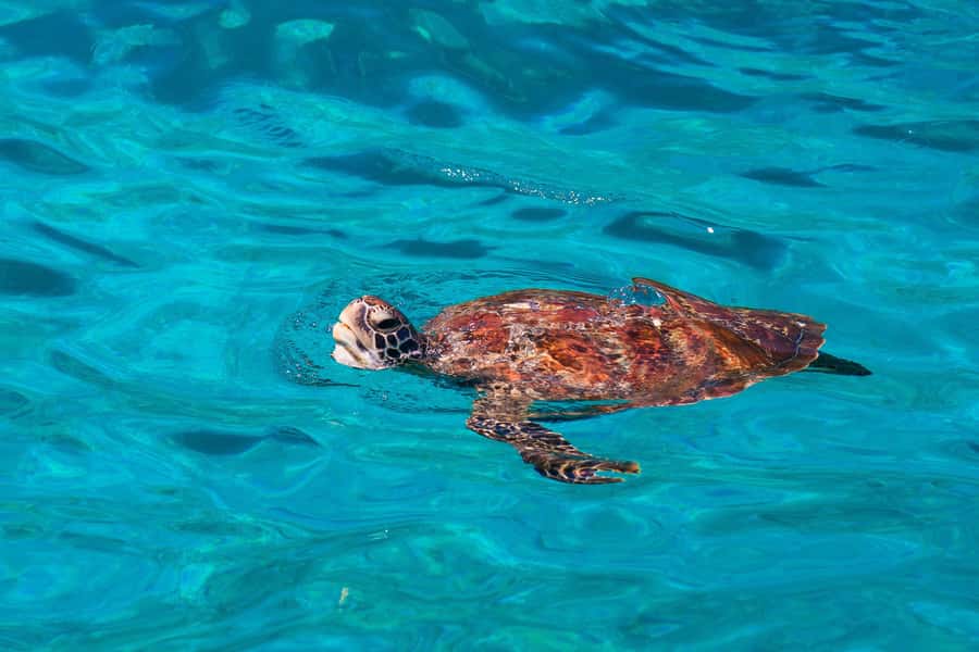 From Khao Lak: Similan Islands Snorkeling Trip with Lunch - What this Similan Islands day is really like