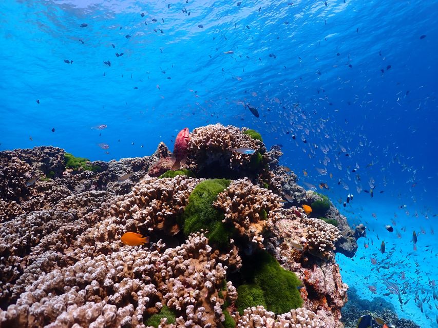 From Khao Lak: Similan Islands Snorkeling Trip with Lunch - What the one-hour speedboat rides mean
