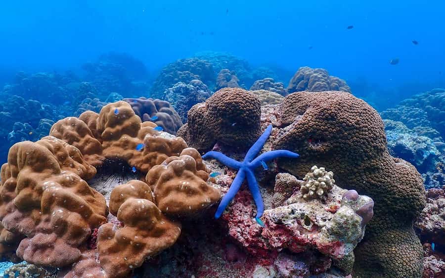 From Khao Lak: Surin Islands Snorkeling Tour w/ Meals - Chong Kad Channel and the first look underwater