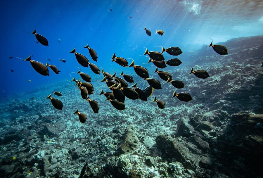 From Kihei: Molokini Crater and Turtle Town Snorkeling - Two Maui snorkeling sites in three hours
