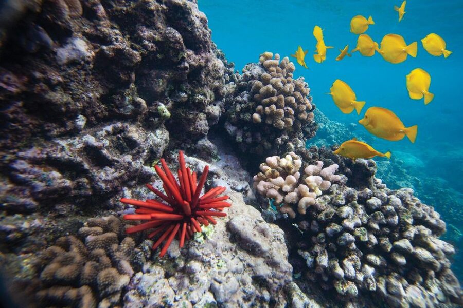 From Kihei: Molokini Crater and Turtle Town Snorkeling - Turtle Town at Makena Bay