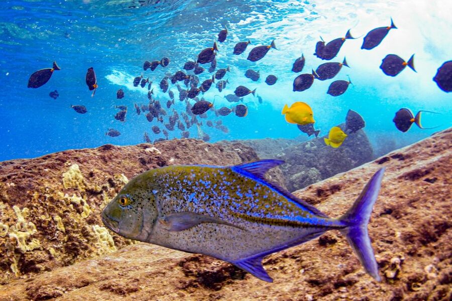 From Kihei: Molokini Crater and Turtle Town Snorkeling - When to book and how to get the best outing