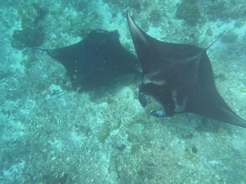 From Labuan Bajo Explore komodo island & Snorkeling - Who should book this experience
