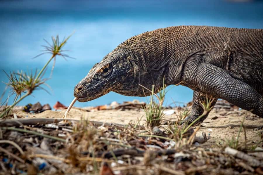 From Labuan Bajo Explore komodo island & Snorkeling - Pink Beach for swimming and a slower pause
