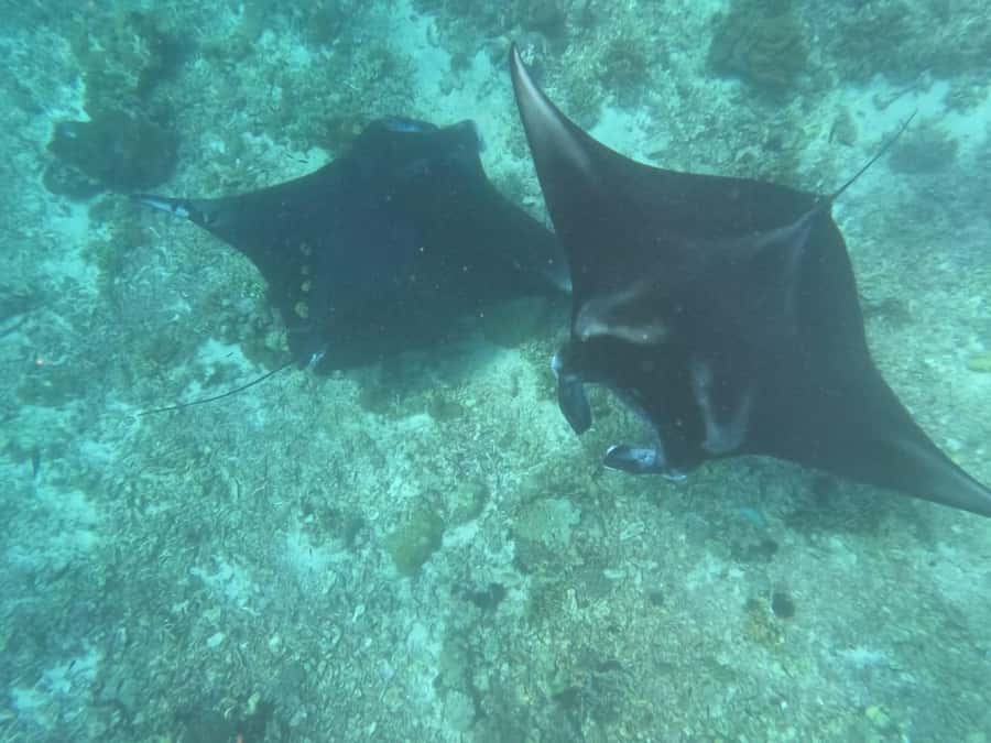 From Labuan Bajo Explore komodo island & Snorkeling - Komodo Island and the dragon walk