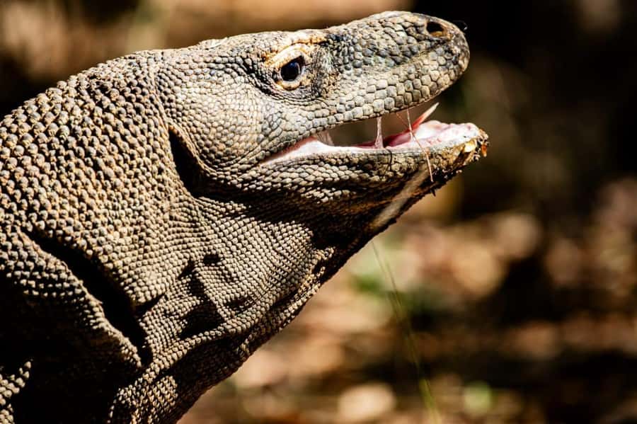 From Labuan Bajo Explore komodo island & Snorkeling - Padar Island and the uphill viewpoint