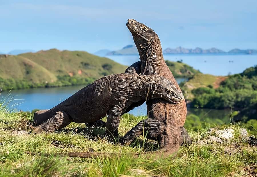 From Labuan Bajo: Komodo Island Day Tour with Snorkeling - What the $92 Komodo day tour delivers
